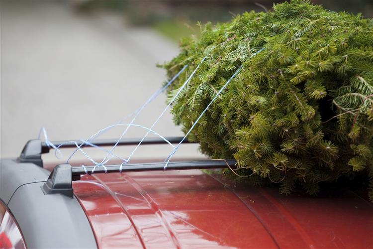 TRANSPORTING YOUR CHRISTMAS TREE